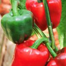 Yolo Wonder Pepper Seeds