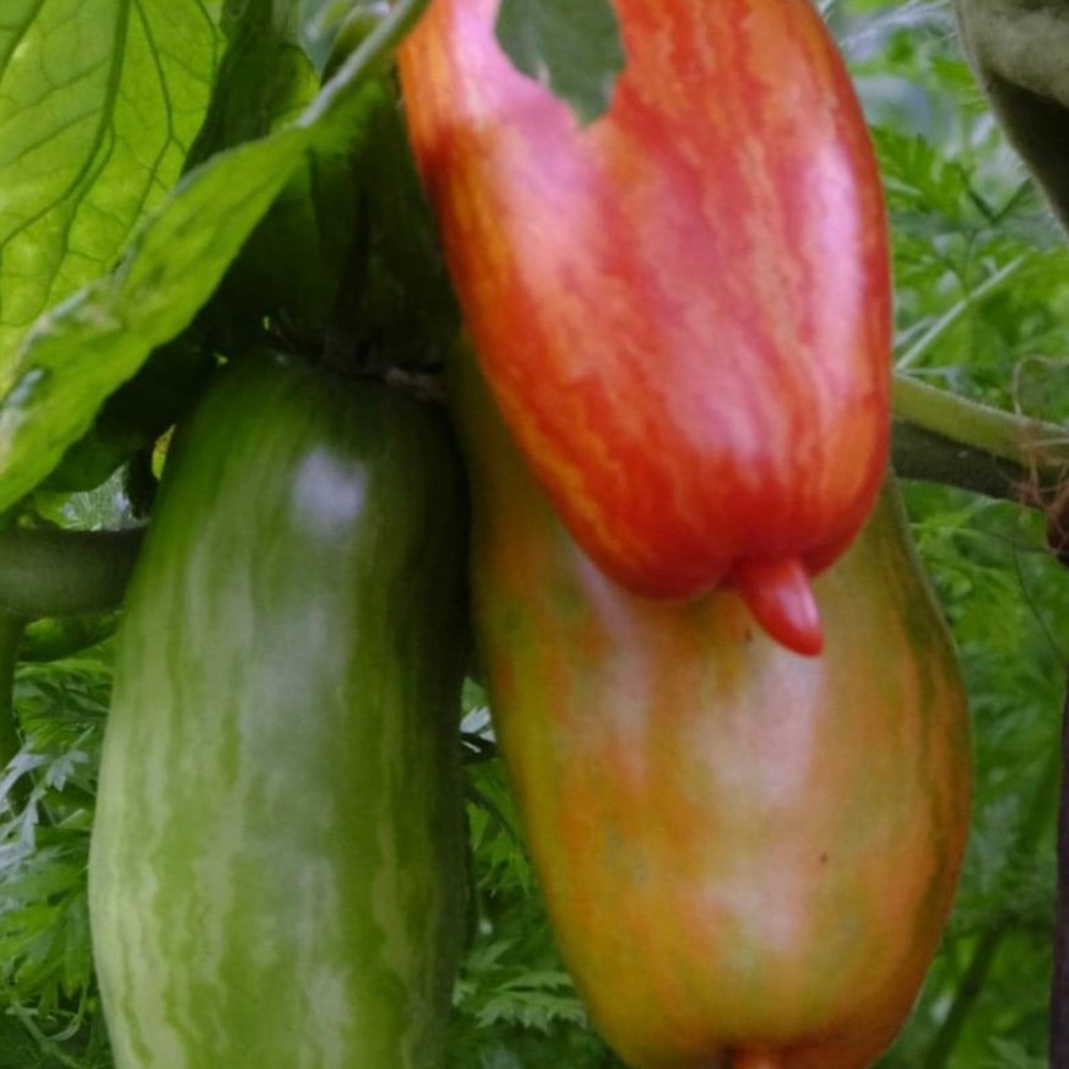 Speck Roman Tomato Seeds