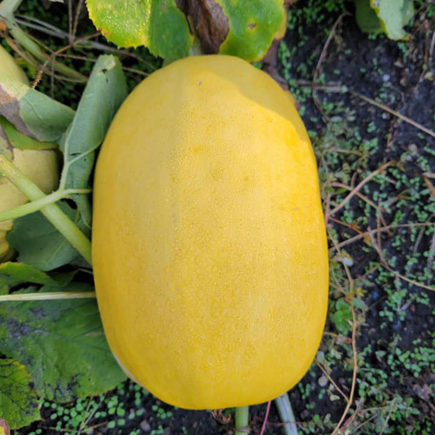 Spaghetti Squash Seeds