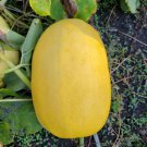 Spaghetti Squash Seeds