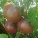 Sokolades Tomato Seeds
