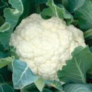 Snowball Cauliflower Seeds