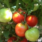 Siberian Tomato Seeds