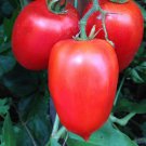 Sheboygan Tomato Seeds