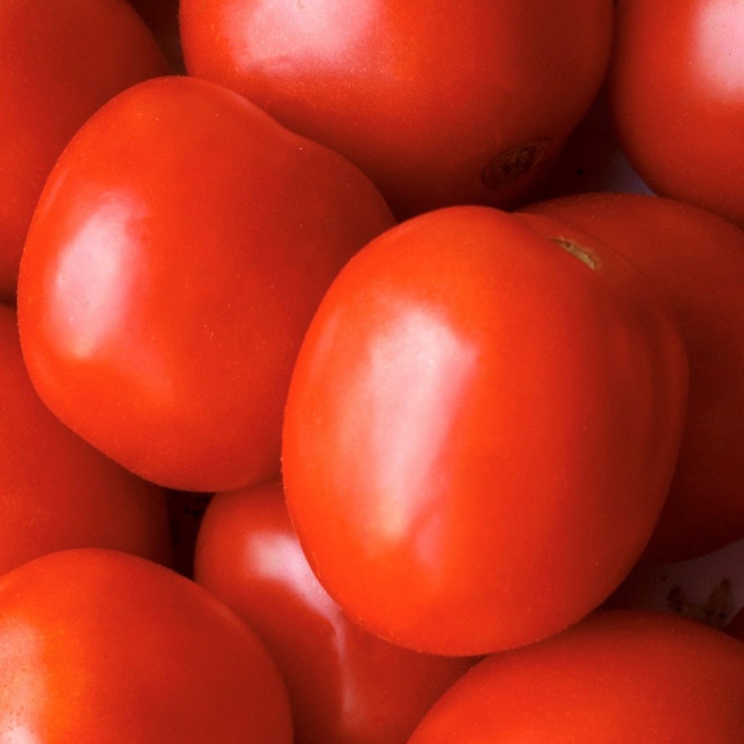 Saucy Lady Tomato Seeds