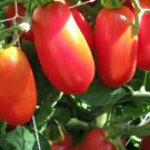 San Marzano Indeterminate Tomato Seeds