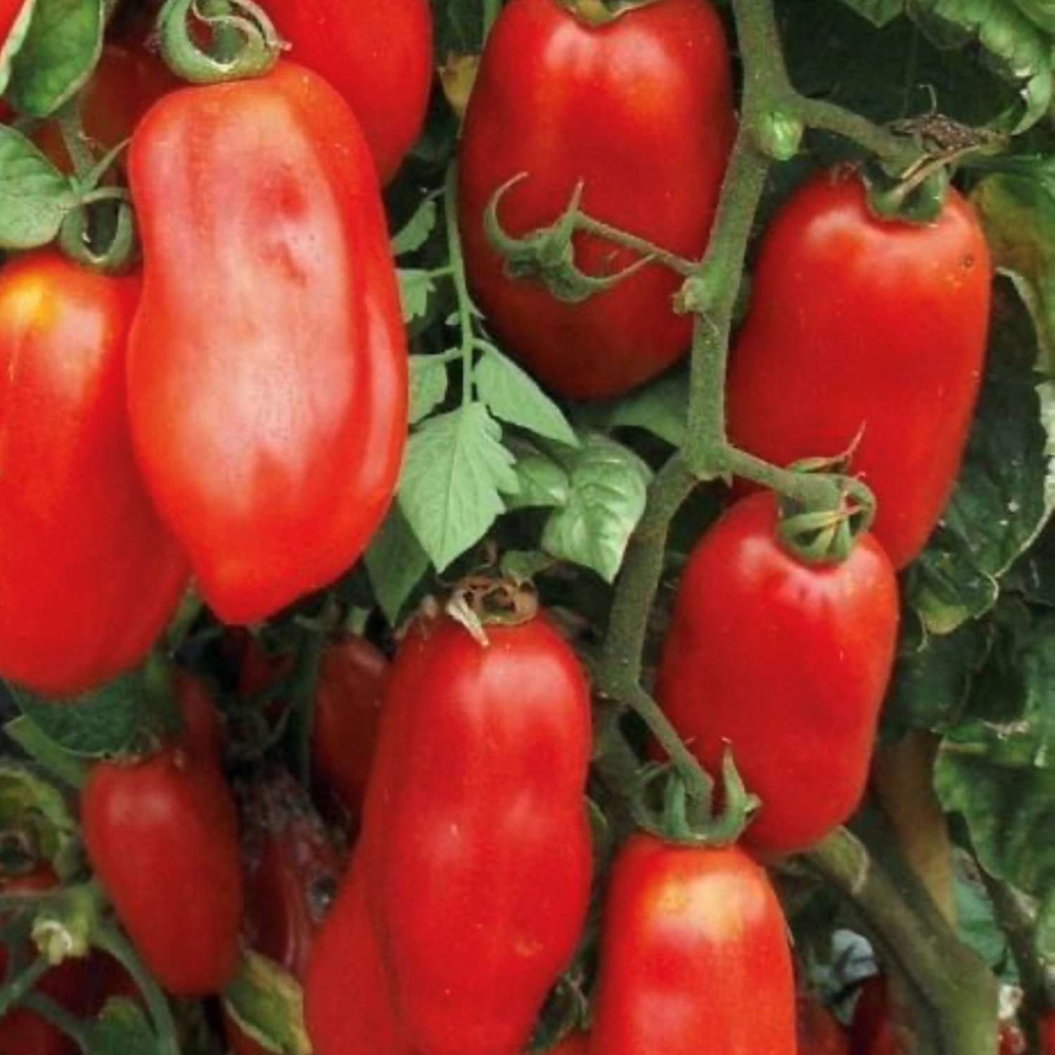 San Marzano Determinate Tomato Seeds