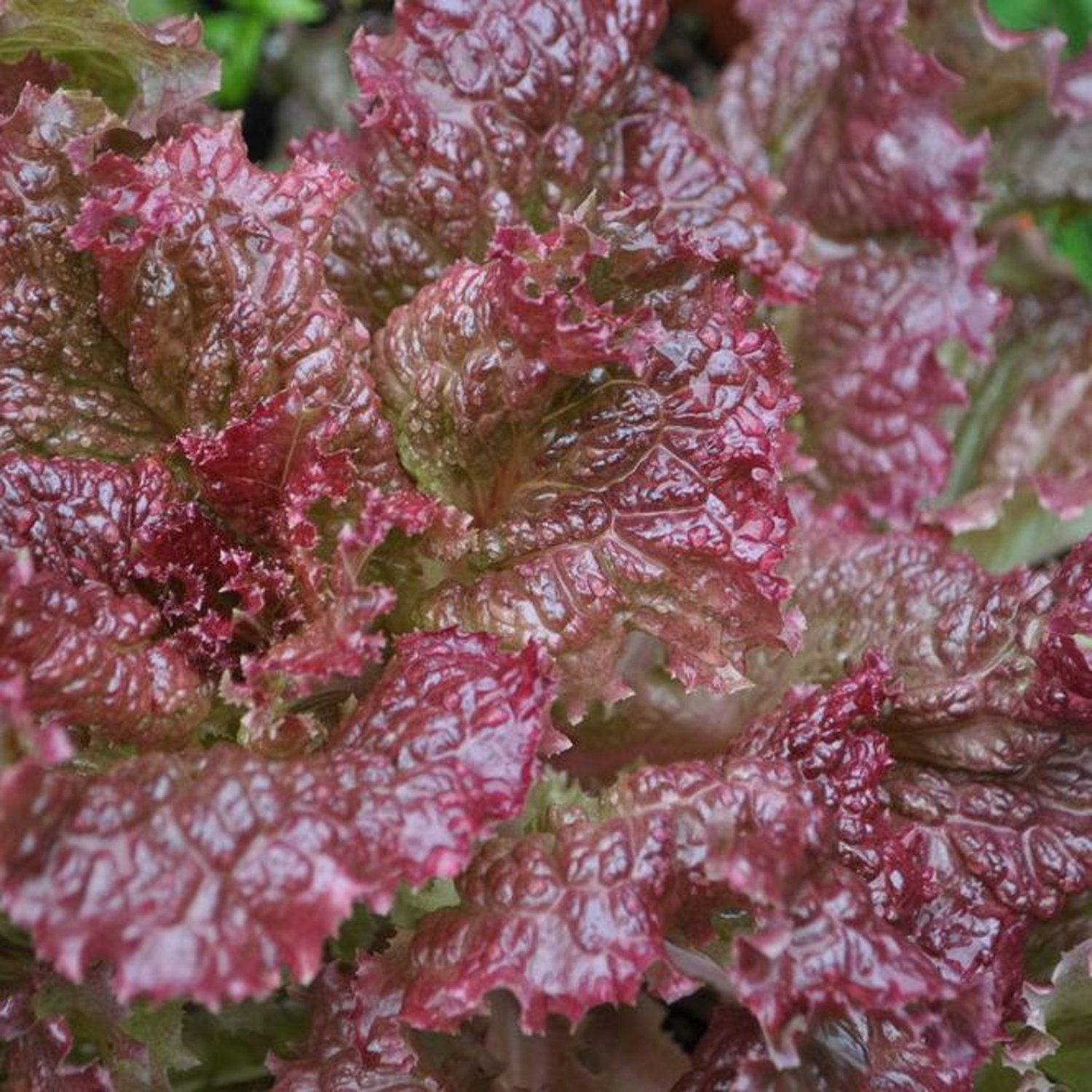 Ruby Red Lettuce Seeds