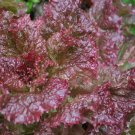 Ruby Red Lettuce Seeds