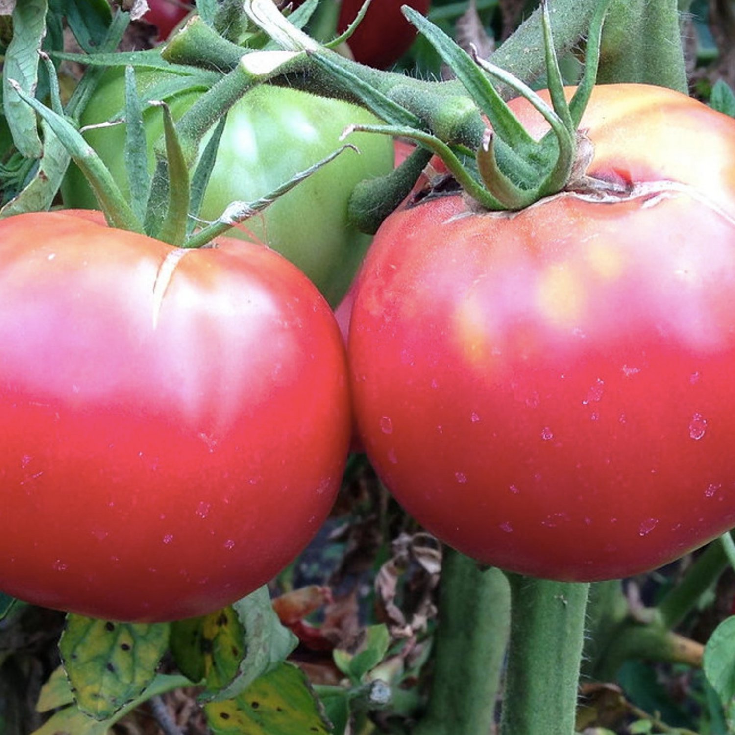 Rose De Berne Tomato Seeds