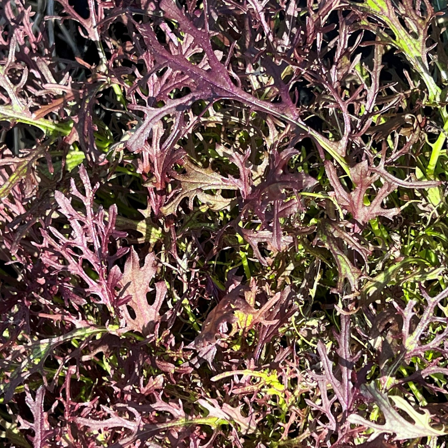 Red Streaks Mizuna Seeds Organic