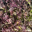 Red Streaks Mizuna Seeds Organic