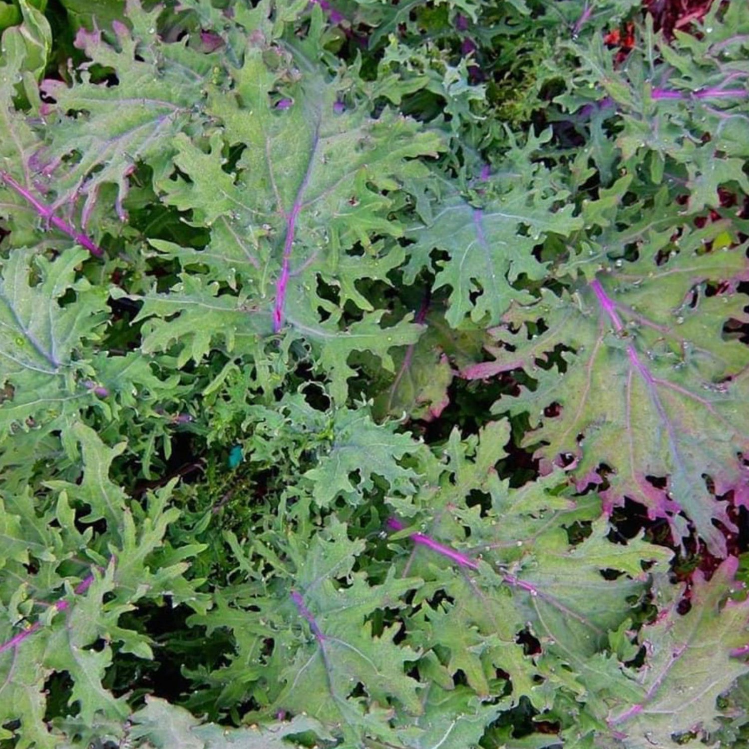 Red Russian Kale Seeds