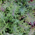 Red Russian Kale Seeds