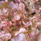 Red Salad Bowl Leaf Lettuce Seeds