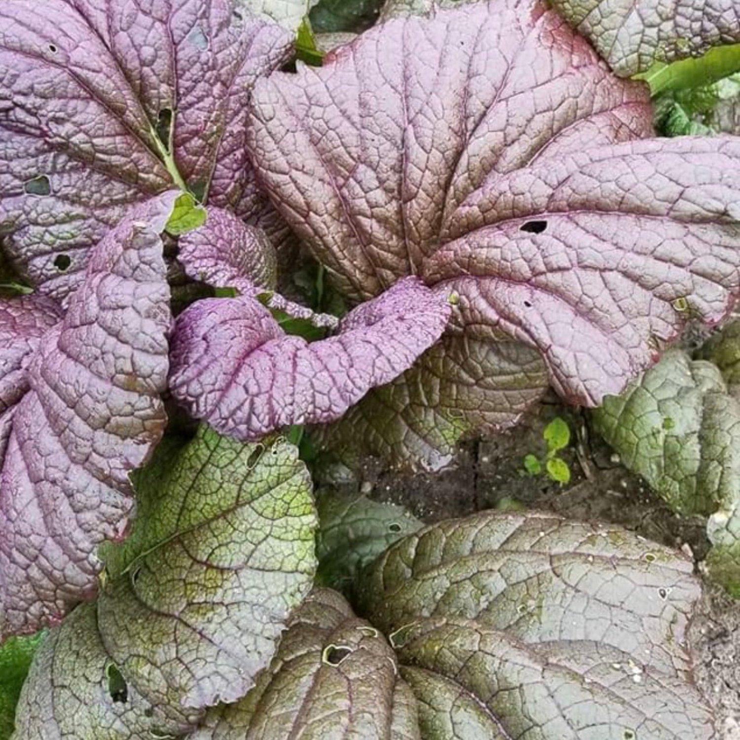 Red Giant Mustard Seeds