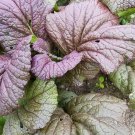 Red Giant Mustard Seeds