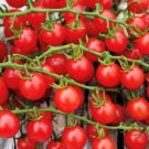 Red Currant Tomato Seeds