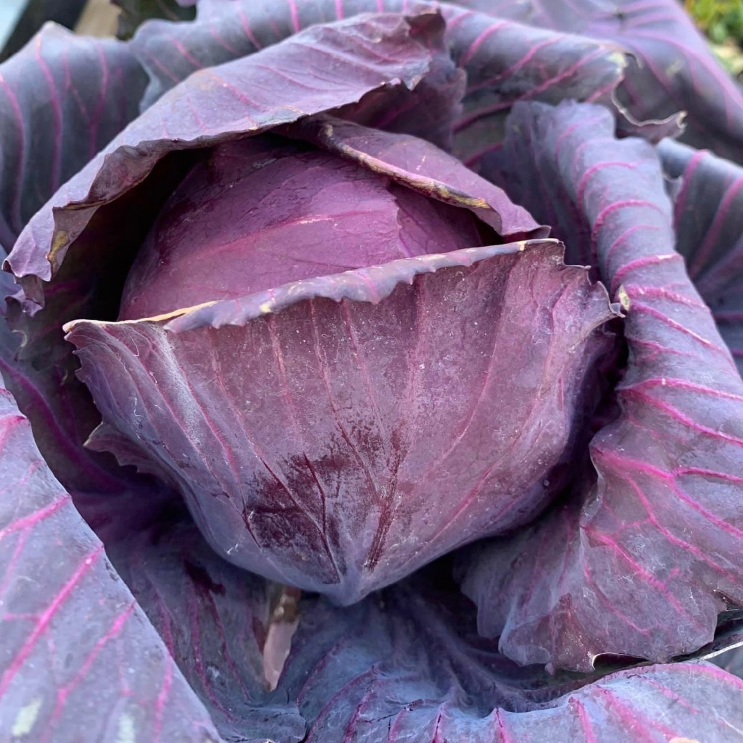 Red Acre Cabbage Seeds