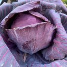 Red Acre Cabbage Seeds