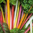 Rainbow Chard Mix Seeds