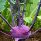 Purple Vienna Kohlrabi Seeds