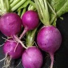 Purple Plum Radish Seeds Organic