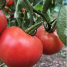 Porter Tomato Seeds