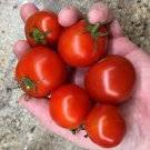 Polish Dwarf Tomato Seeds
