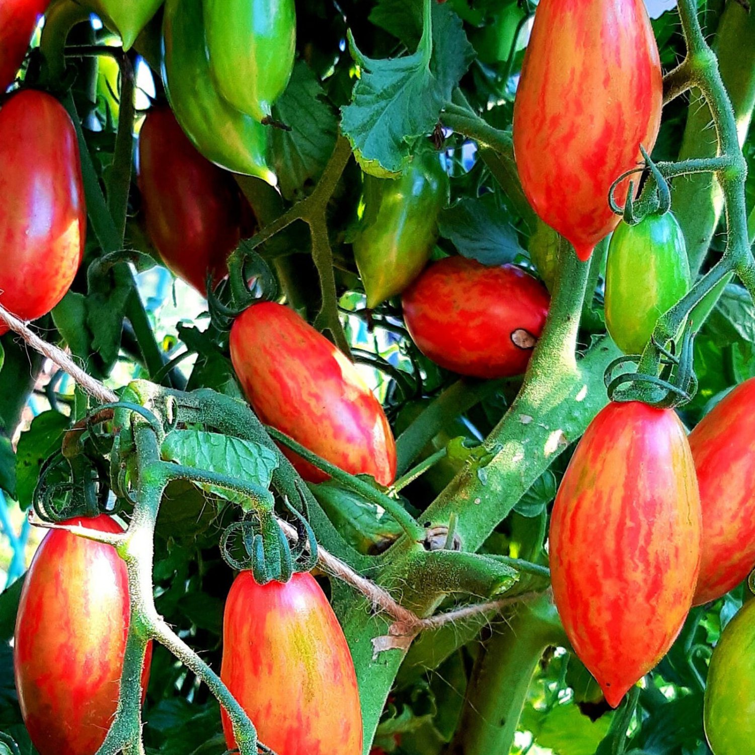 Pink Tiger Tomato Seeds