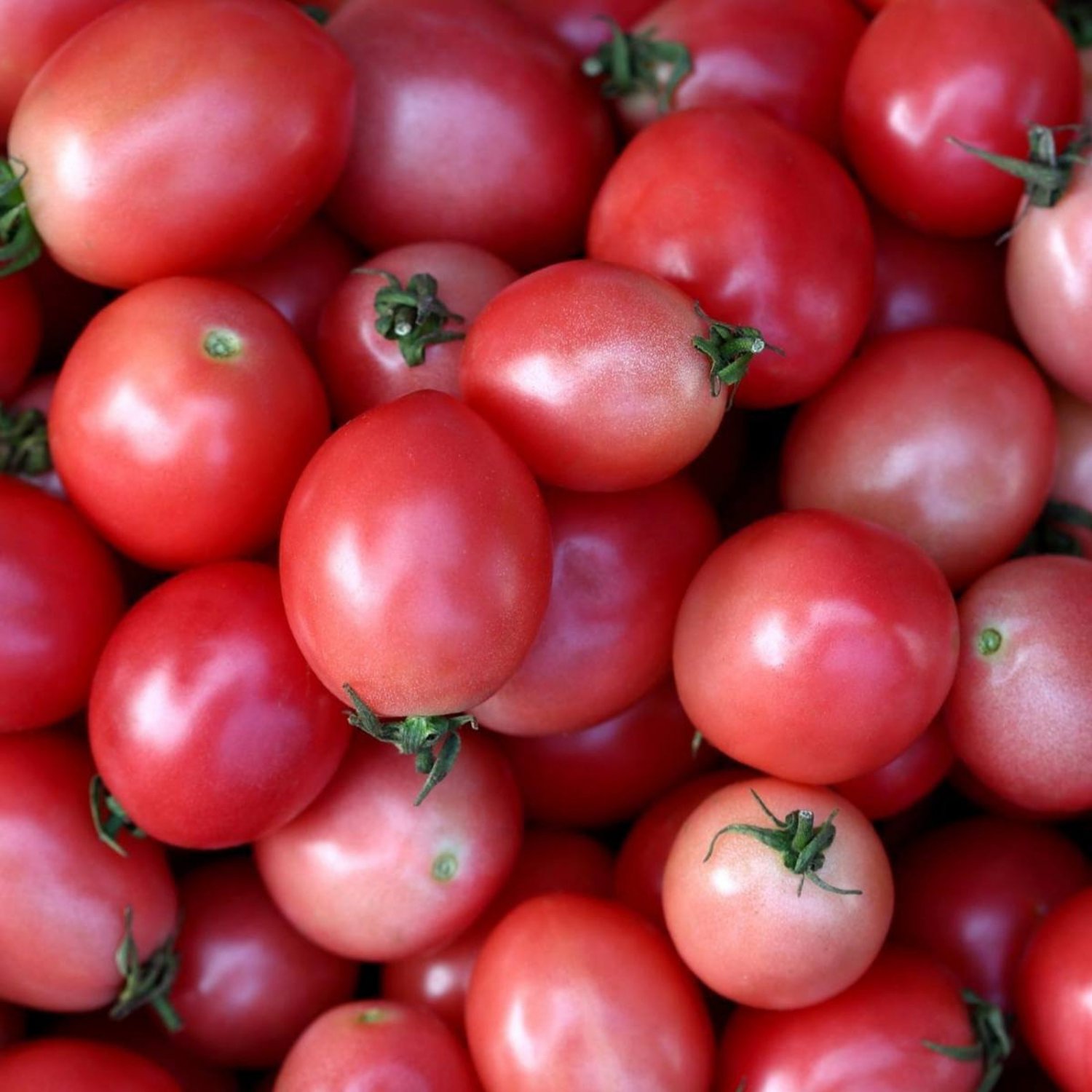 Pink Thai Egg Tomato Seeds