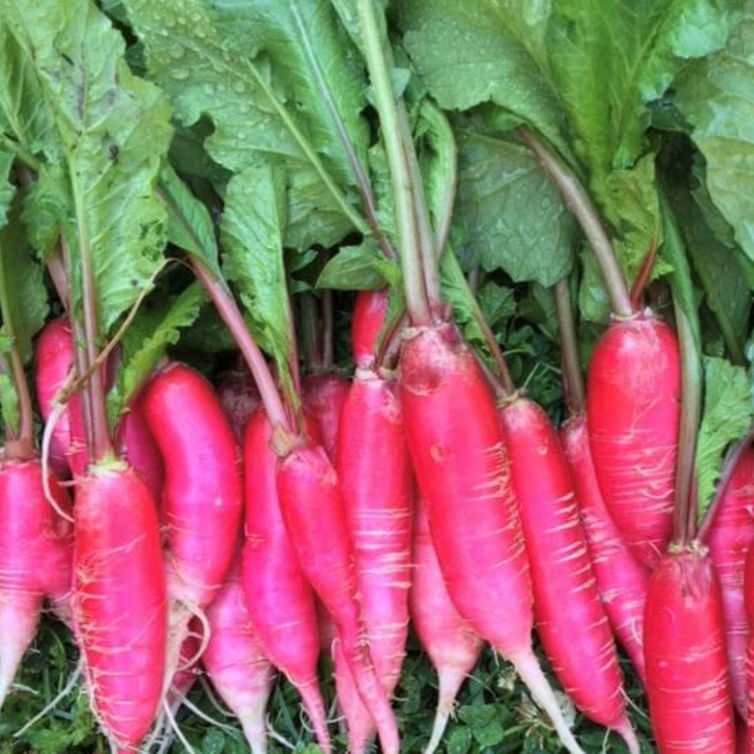 Pink Summercicle Radish Seeds Organic