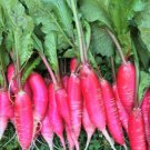Pink Summercicle Radish Seeds Organic