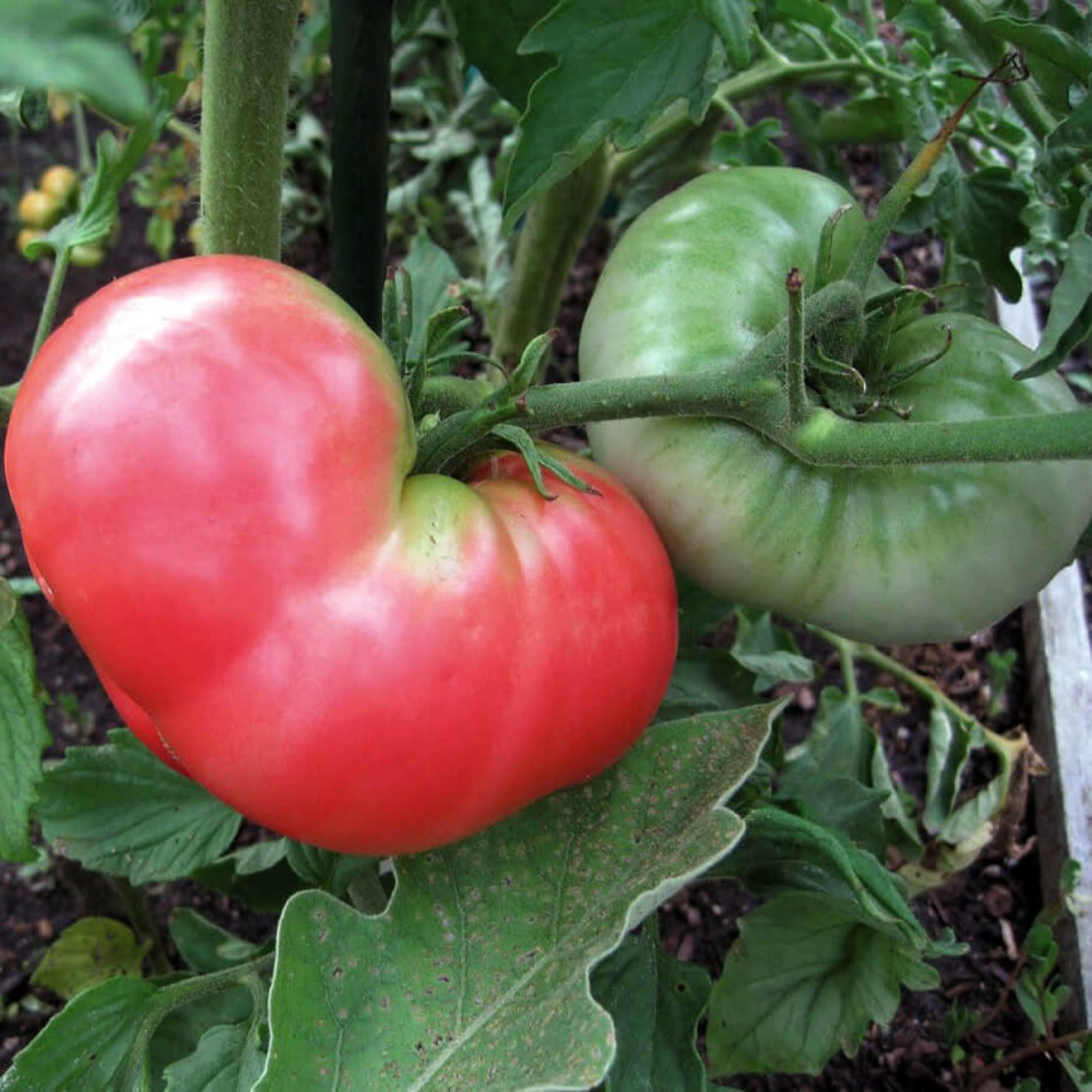 Pink Ponderosa Tomato Seeds