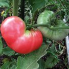 Pink Ponderosa Tomato Seeds