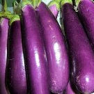 Long Purple Eggplant Seeds