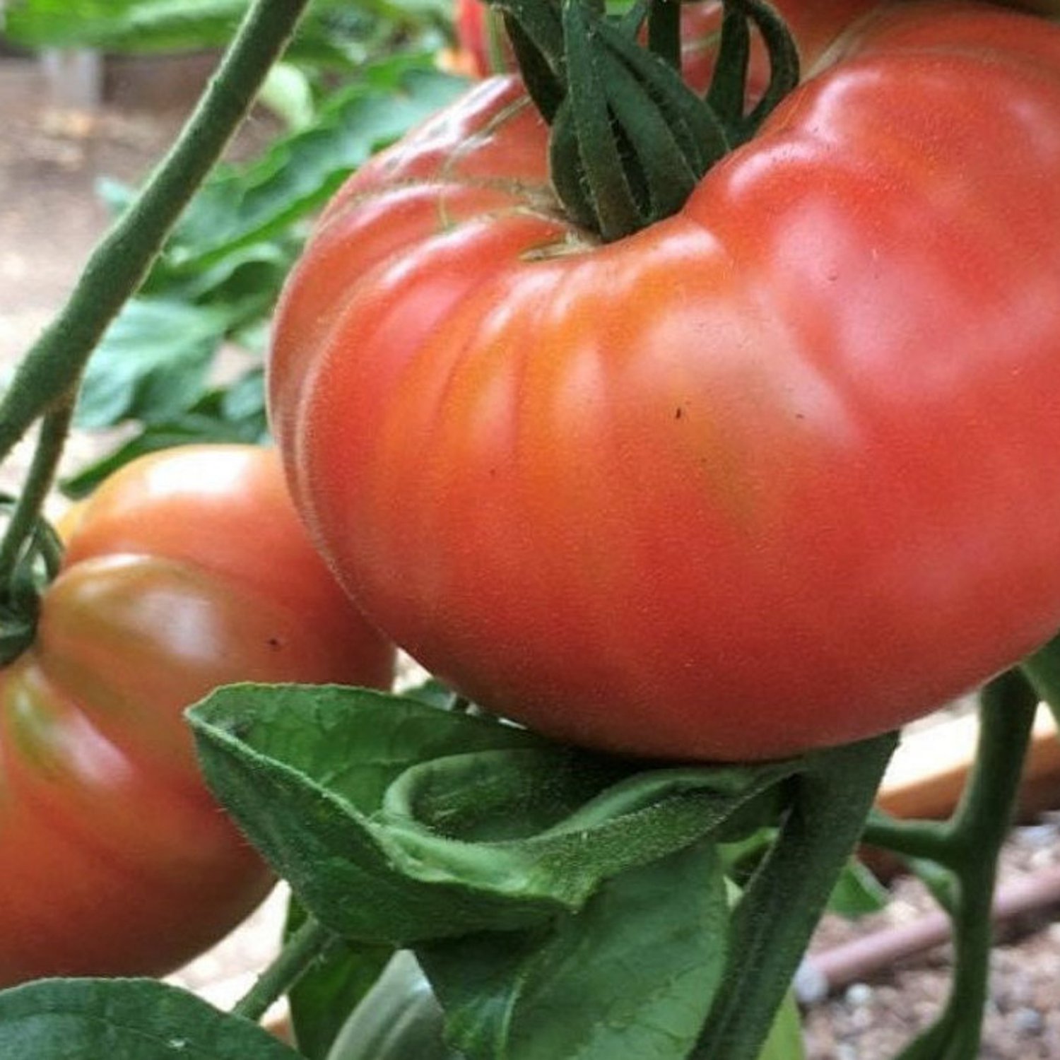 Pink Brandywine Tomato Seeds