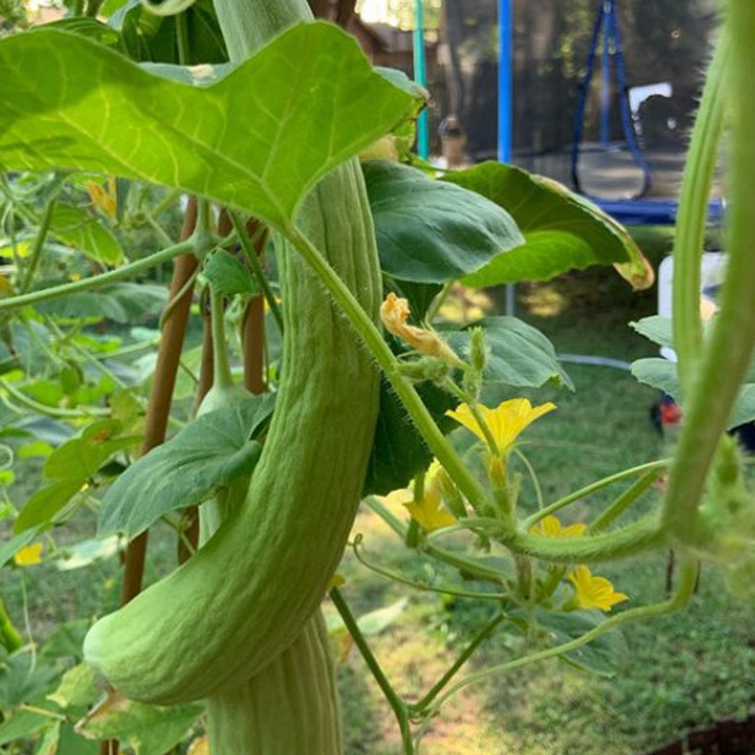 Armenian Cucumber Seeds Organic