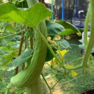 Armenian Cucumber Seeds Organic