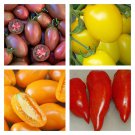 Paste Tomato Mix Seeds