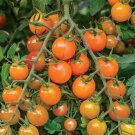 Orange Cherry Tomato Seeds