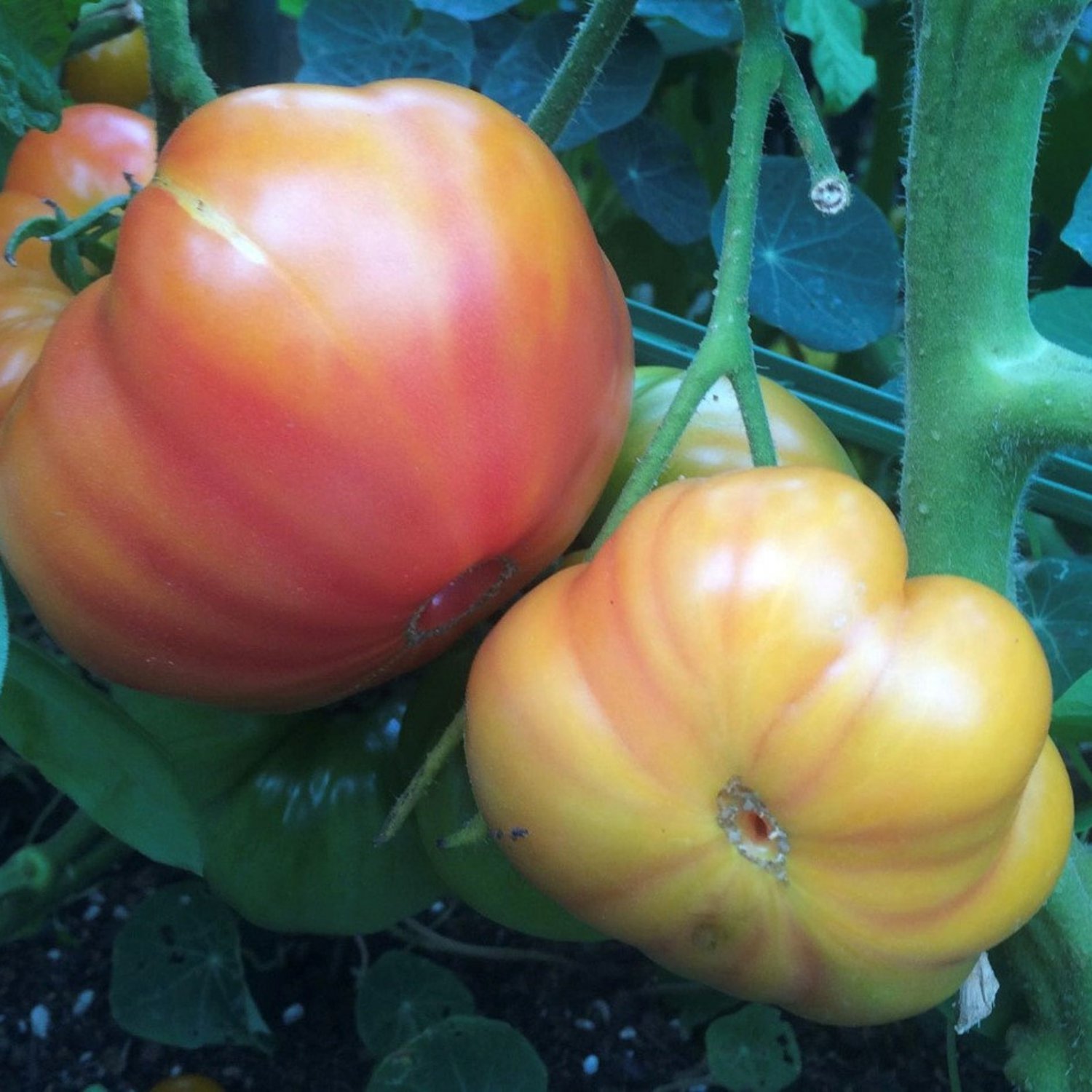 Oaxacan Jewel Tomato Seeds