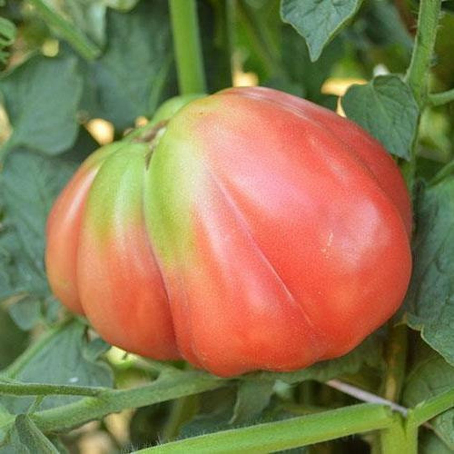 Oaxacan Pink Tomato Seeds
