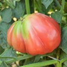Oaxacan Pink Tomato Seeds