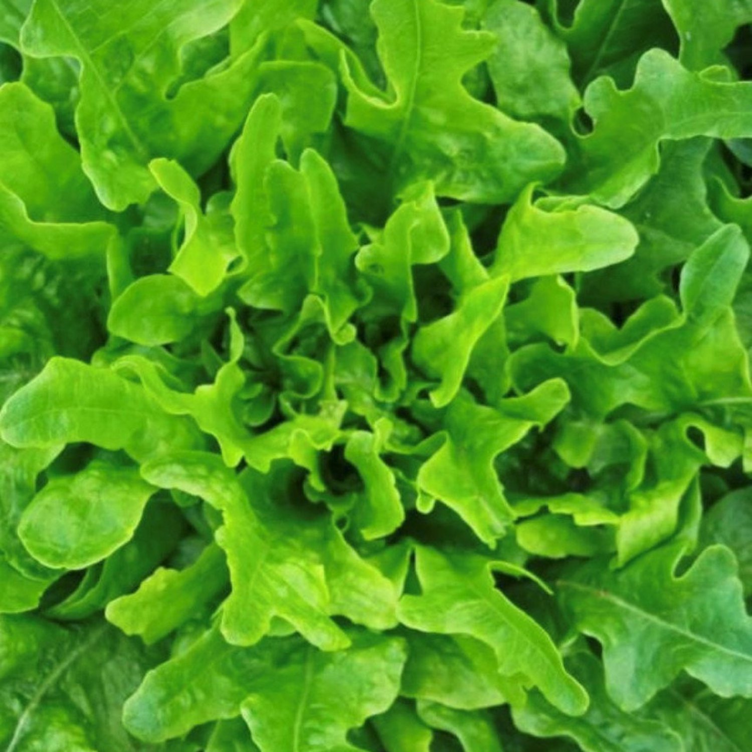 Oakleaf Lettuce Seeds