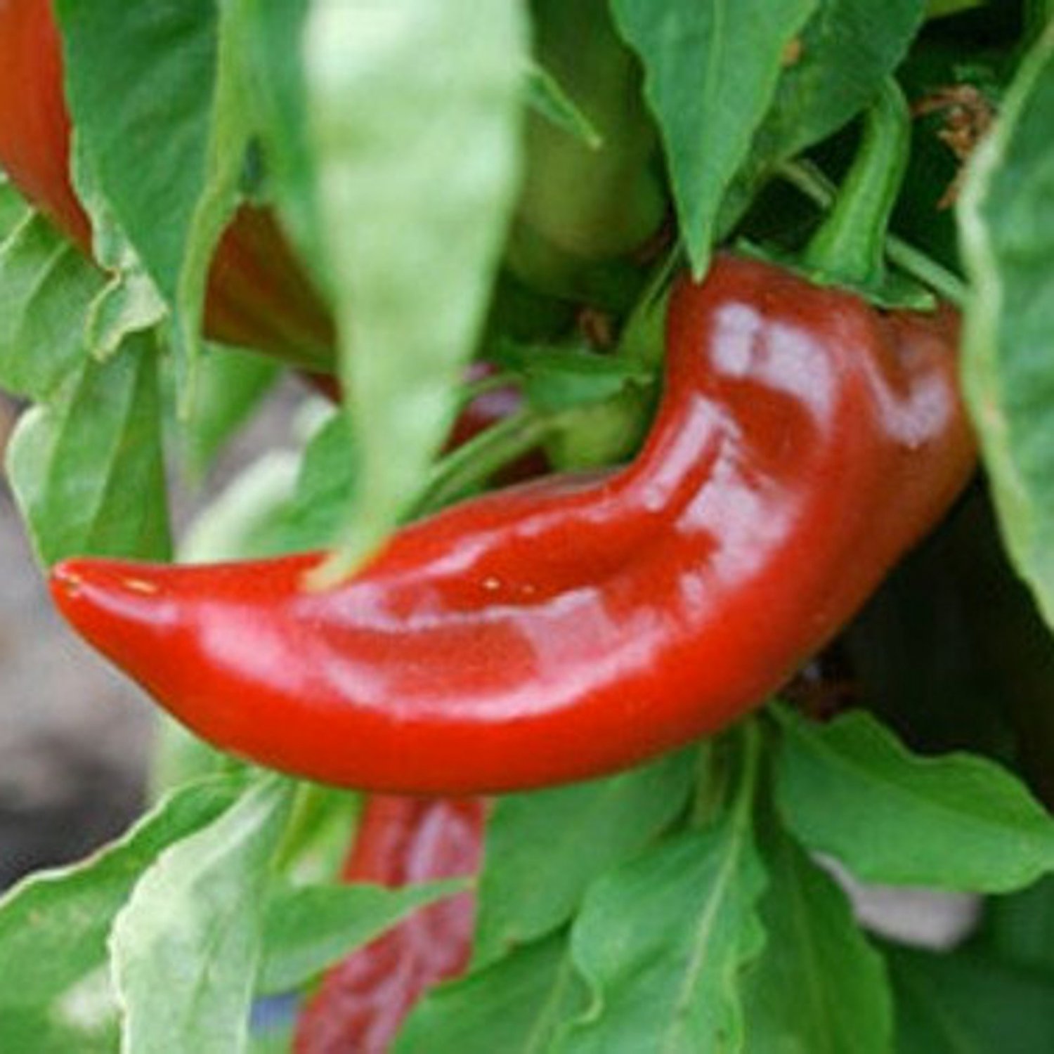 Numex College 64 Pepper Seeds Hot