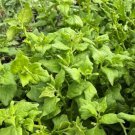New Zealand Spinach Seeds