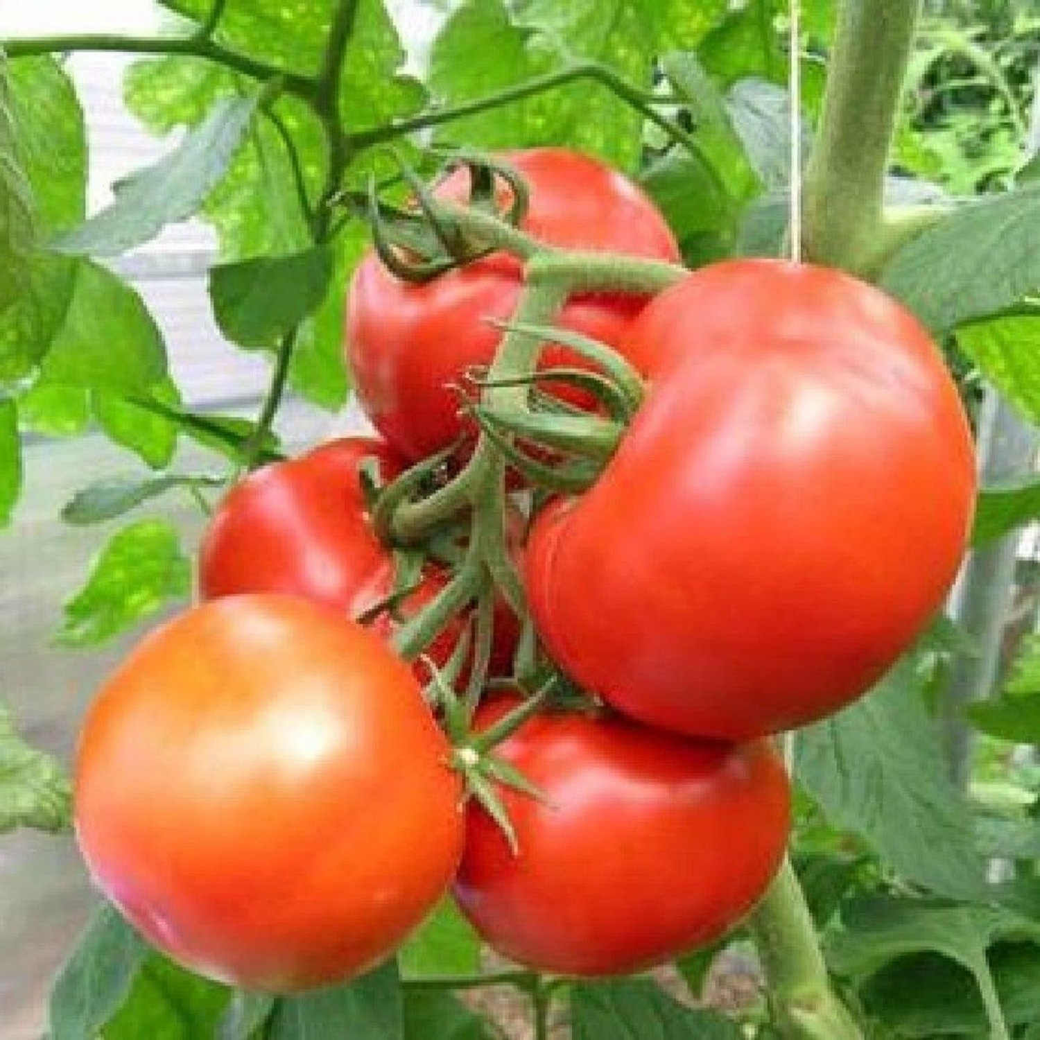 New Yorker Tomato Seeds
