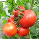 New Yorker Tomato Seeds