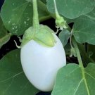 Japanese White Egg Eggplant Seeds